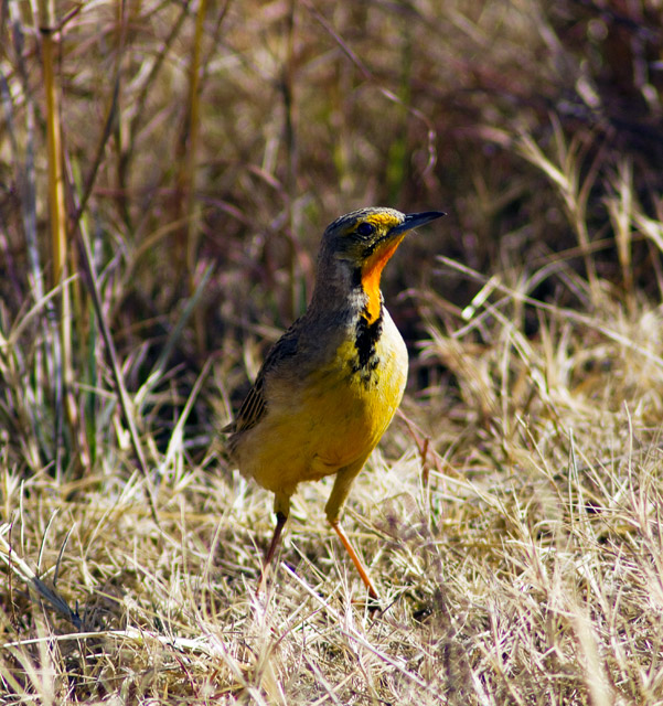 Cape Longclaw