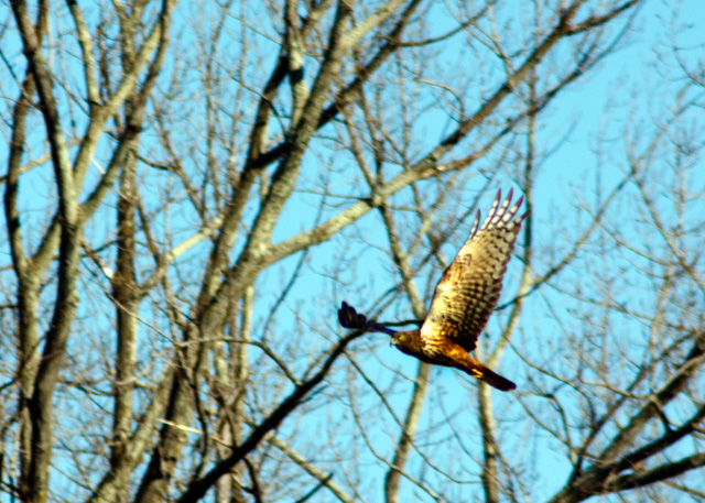 African Marsh Harrier