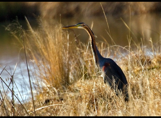 Purple Heron