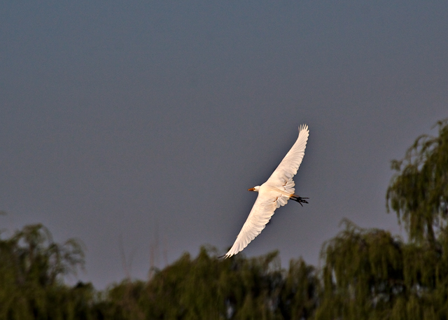 yellowbilled egret