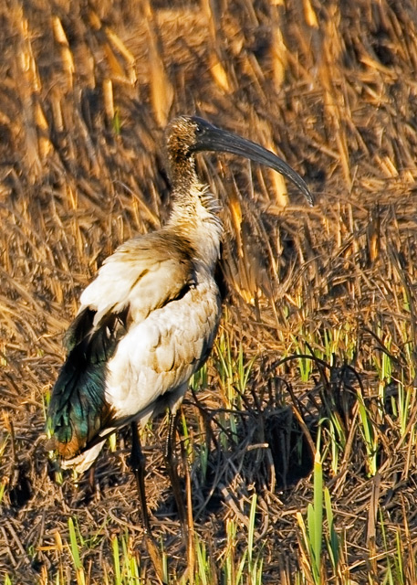 ibis.jpg