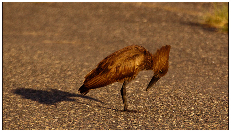 hamerkop.jpg