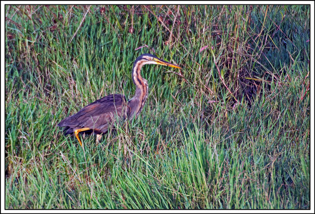 Purple Heron