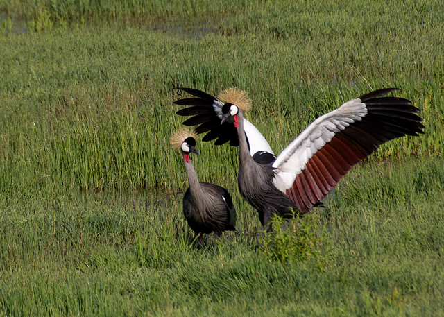 Grey Crowned Crane Displaying