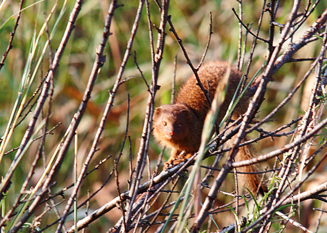 slender Mongoose in tree