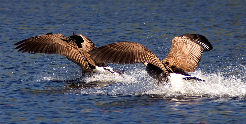 Landing