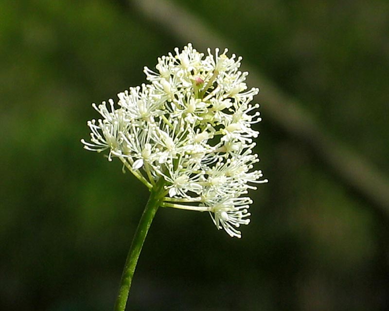Delicate White