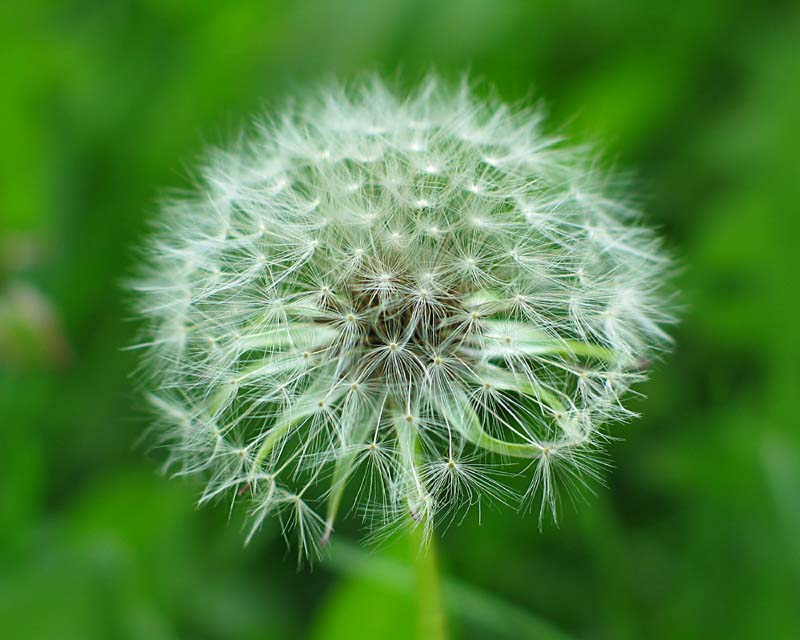 Fuzz