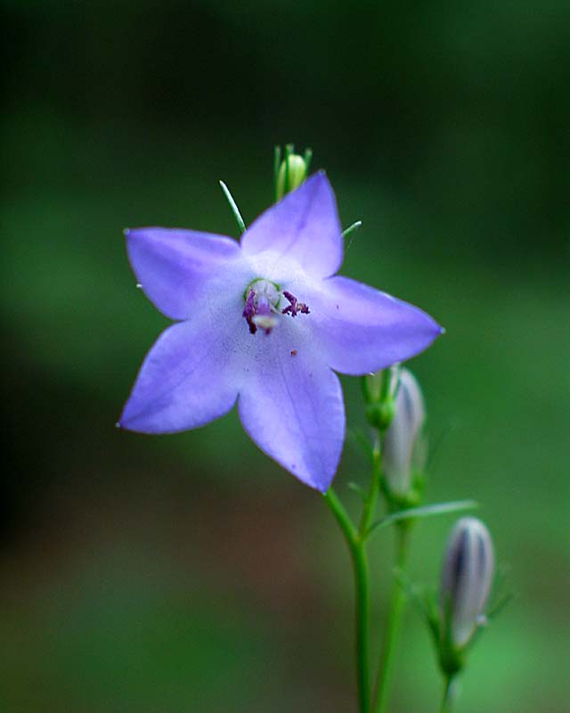 Purple II