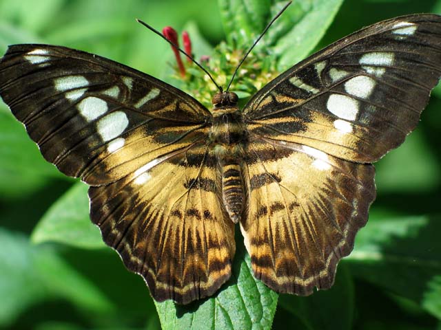 Brown Clipper