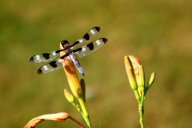 Dragonfly