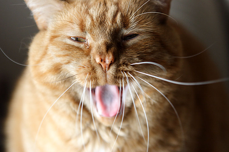 cat0001.JPG
