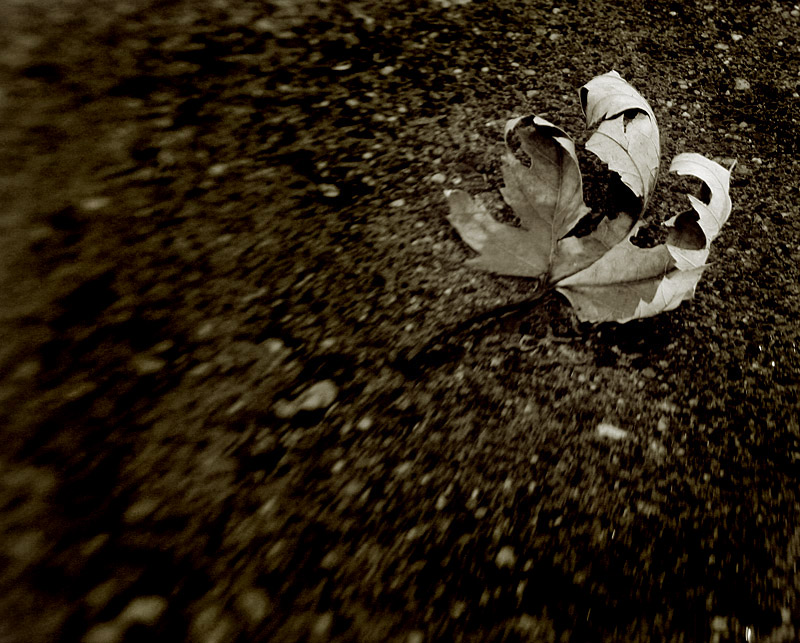 lensbaby3.jpg