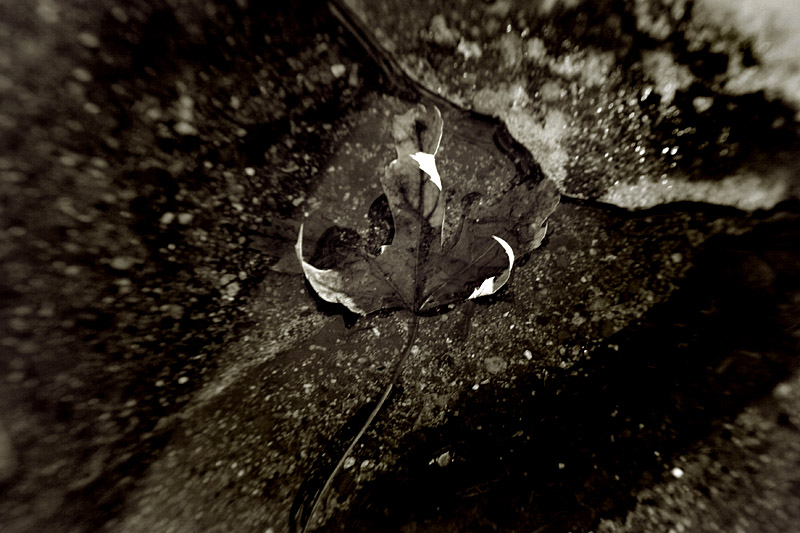 lensbaby2.jpg