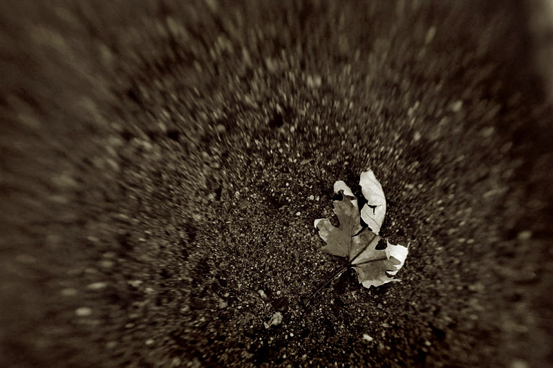lensbaby1.jpg