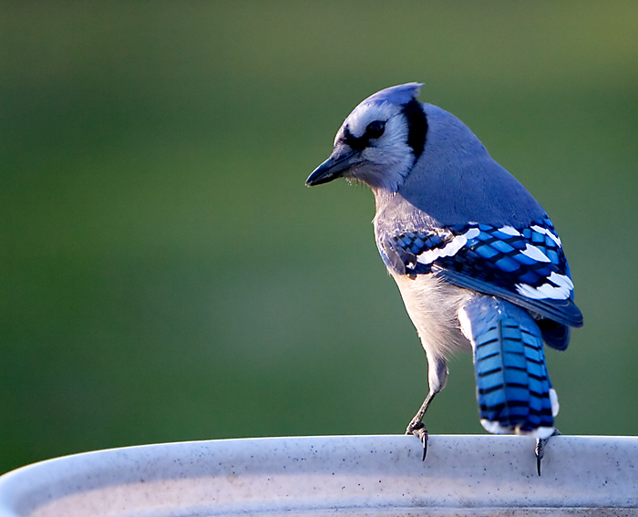 bird1.jpg