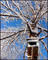 Winter Tree