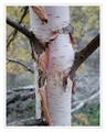 Bark