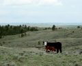 Wyoming Ranch
