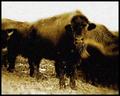 Buffalo 2