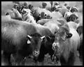 Buffalo 3