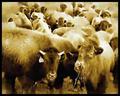 Buffalo 4