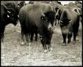Buffalo 5
