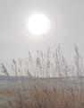 Prairie Grass