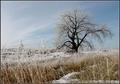 Lonely Old Tree