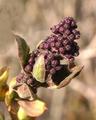 Lilac Bud