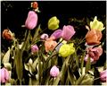 Painted Tulips 2