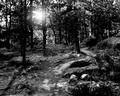 Devils Tower 18 b/w