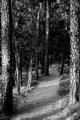 Devils Tower 21 b/w