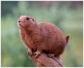 Prairie Dog