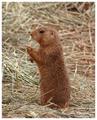Prairie Dog 3