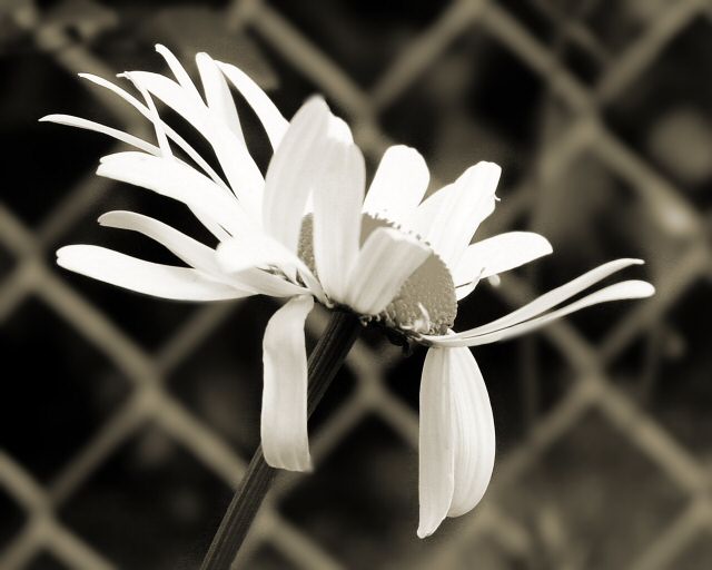 daisy1