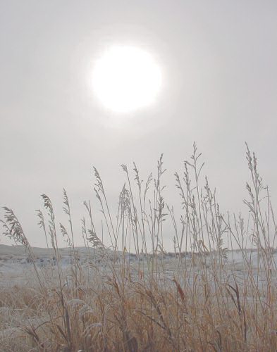 Prairie Grass