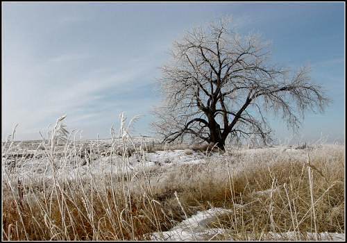 Lonely Old Tree