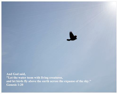 Genesis 1:20