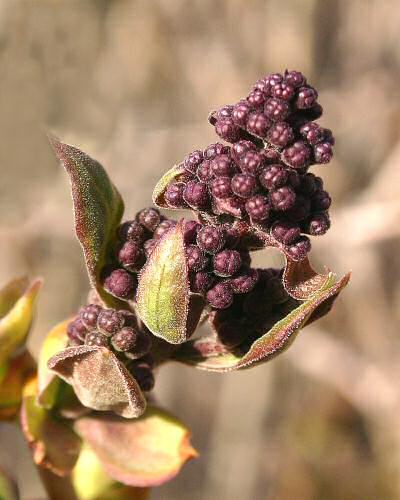 Lilac Bud