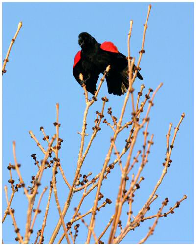 King of the Tree