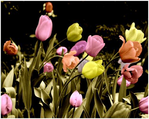 Painted Tulips 2
