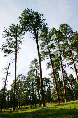 Devils Tower 12