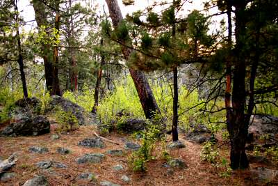 Devils Tower 28