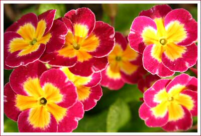 Flower 6 16x24