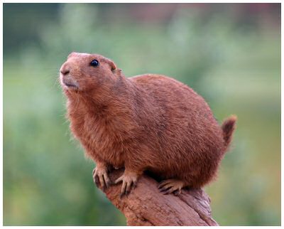 Prairie Dog