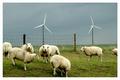 Sheep & Windmills III