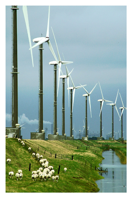 Sheep & Windmills