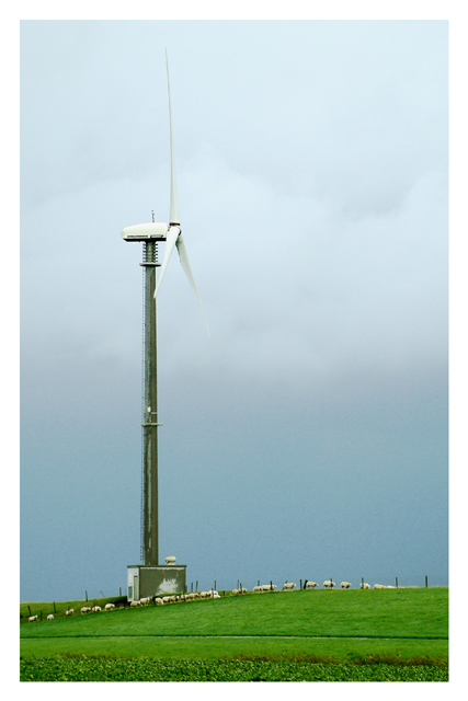 Sheep & Windmills II
