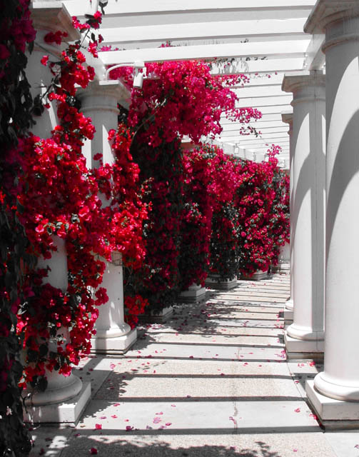Roman Dreams